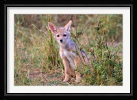 Silver-backed Jackal wildlife, Maasai Mara, Kenya Fine Art Print