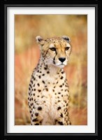 Sitting Cheetah at Africa Project, Namibia Fine Art Print