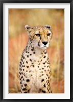 Sitting Cheetah at Africa Project, Namibia Fine Art Print