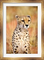 Sitting Cheetah at Africa Project, Namibia Fine Art Print