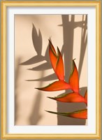 Seychelles, Mahe, Anse Royale, Heliconia flowers Fine Art Print