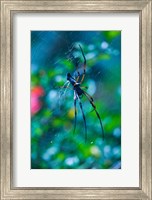 Seychelles, Praslin, Vallee de Mai NP, Palm Spider Fine Art Print