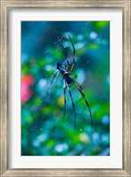 Seychelles, Praslin, Vallee de Mai NP, Palm Spider Fine Art Print