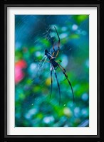 Seychelles, Praslin, Vallee de Mai NP, Palm Spider Fine Art Print