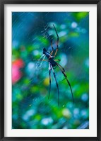 Seychelles, Praslin, Vallee de Mai NP, Palm Spider Fine Art Print