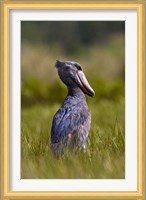 Shoebill bird hunting in wetlands, Uganda, East Africa Fine Art Print