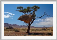 Sociable weavers nest, Namib Desert, Southern Namibia Fine Art Print