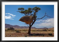 Sociable weavers nest, Namib Desert, Southern Namibia Fine Art Print