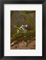 Ring-tailed lemur wildlife, Berenty Reserve, MADAGASCAR Fine Art Print