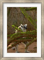Ring-tailed lemur wildlife, Berenty Reserve, MADAGASCAR Fine Art Print