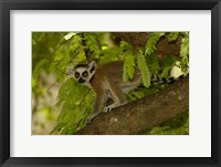 Ring-tailed lemur, Beza mahafaly reserve, MADAGASCAR Fine Art Print