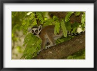 Ring-tailed lemur, Beza mahafaly reserve, MADAGASCAR Fine Art Print