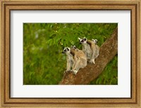 Ring-tailed lemurs, primates, Berenty Reserve MADAGASCAR Fine Art Print