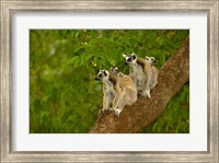 Ring-tailed lemurs, primates, Berenty Reserve MADAGASCAR Fine Art Print