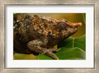 Short-horned chameleon lizard, MADAGASCAR. Fine Art Print
