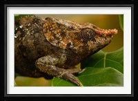 Short-horned chameleon lizard, MADAGASCAR. Fine Art Print