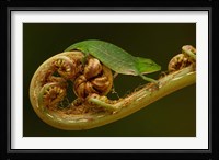 Short-nosed Chameleon lizard Madagascar, Africa Fine Art Print