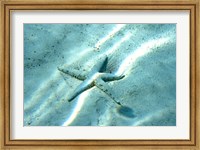 Sea Star Abstract Fine Art Print