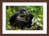 Rwanda, Blackback Mountain Gorilla, Buffalo Wall Fine Art Print