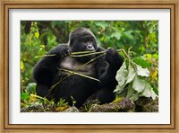 Rwanda, Blackback Mountain Gorilla, Buffalo Wall Fine Art Print
