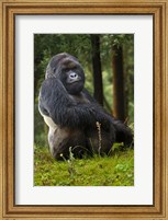 Mountain Gorilla, Rwanda Fine Art Print