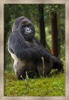 Mountain Gorilla, Rwanda Fine Art Print