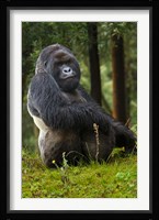 Mountain Gorilla, Rwanda Fine Art Print