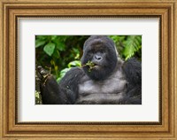 Mountain Gorilla Chewing Leaves, Rwanda Fine Art Print