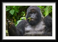 Mountain Gorilla Chewing Leaves, Rwanda Fine Art Print