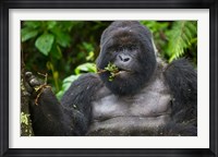Mountain Gorilla Chewing Leaves, Rwanda Fine Art Print
