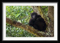Rwanda, Mountain Gorilla forages, Buffalo Wall Fine Art Print