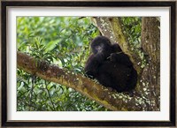 Rwanda, Mountain Gorilla forages, Buffalo Wall Fine Art Print