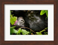 Rwanda, Mountain Gorilla, Volcanoes NP Fine Art Print