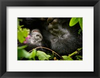 Rwanda, Mountain Gorilla, Volcanoes NP Fine Art Print