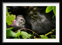 Rwanda, Mountain Gorilla, Volcanoes NP Fine Art Print