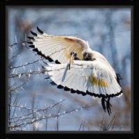 Sacred Ibis bird, Northern Cape, South Africa Fine Art Print