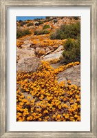 South Namaqualand. Orange wildflower blossoms Fine Art Print