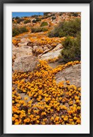 South Namaqualand. Orange wildflower blossoms Fine Art Print