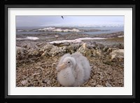 Southern giant petrel bird, Antarctic Peninsula Fine Art Print