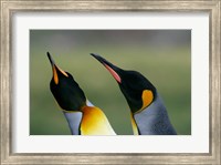 South Georgia Island, Gold Bay, King penguins Fine Art Print