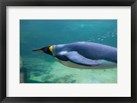 South Africa, Cape Town, Aquarium King penguin Fine Art Print