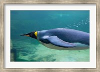 South Africa, Cape Town, Aquarium King penguin Fine Art Print