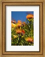 South Africa, Cape Town, Orange pincushion flowers Fine Art Print