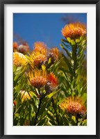 South Africa, Cape Town, Orange pincushion flowers Fine Art Print