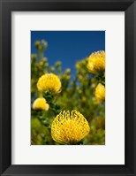 South Africa, Cape Town, Yellow pincushion flowers Fine Art Print