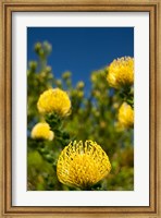 South Africa, Cape Town, Yellow pincushion flowers Fine Art Print