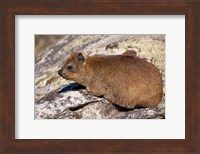South Africa, Cape Town, Rock Hyrax wildlife Fine Art Print