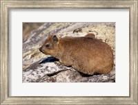 South Africa, Cape Town, Rock Hyrax wildlife Fine Art Print