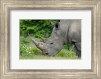 South Africa, Game Reserve, African White Rhino Fine Art Print