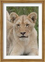 South Africa, Inkwenkwezi GR, African lion cub Fine Art Print